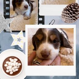 Mack - Chocolate and tan male Dachshund puppy in Bentonville, Arkansas from T & D Dachshunds by design