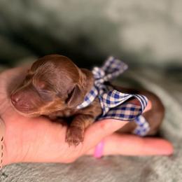 Boy 2 - Chocolate and tan male Dachshund puppy in Winter Haven, Florida from Davidson's Dachshunds