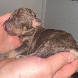 Boba - Phantom male Poodle puppy in Prosperity, Pennsylvania from Stelladoodles & Company