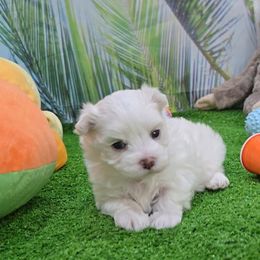 Cole - White and lemon male Maltese puppy in Aurora, Missouri from KnJ Precious Paws LLC