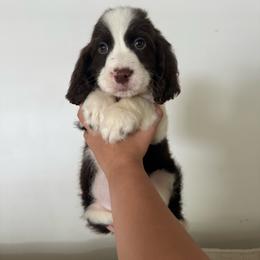 Ole 60 - Liver and white male English Springer Spaniel puppy in Cookeville, Tennessee from Krossroads Kennel