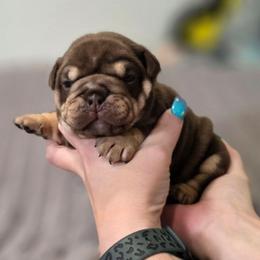 Duchess - Chocolate tri-color female Bulldog puppy in Burleson, Texas from Diamond Deluxx Frenchies