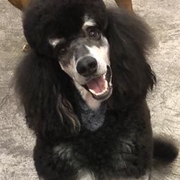 Santańa - Poodle