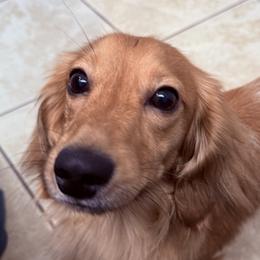 Dachshunds from It’s just a wiener dachshund