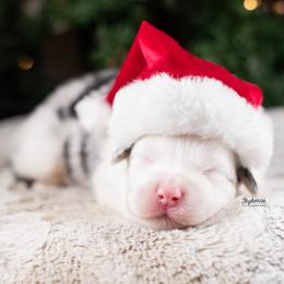 Merryweather - Blue merle female Australian Shepherd puppy in Woodford, Virginia from Skyborne Australian Shepherds