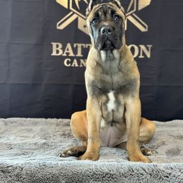 Cane Corso Puppies from Battalion Cane Corso