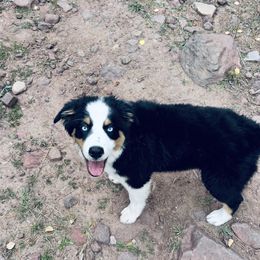 Denali - Black tri-color male Australian Shepherd puppy in Vernal, Utah from Dancing M Kennels