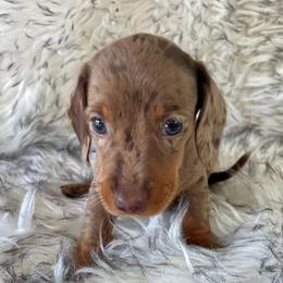 Doe - Chocolate and cream female Dachshund puppy in Granbury, Texas from Bluebonnet Dachshund, LLC