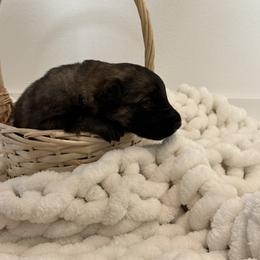 Shiloh Shepherd Puppies from North By Northwest Shilohs “NBN”
