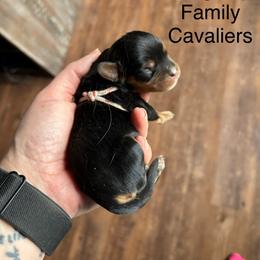 White - Black and tan male Cavalier King Charles Spaniel puppy in Greenleaf, Wisconsin from Ledgetop Family Cavaliers
