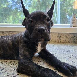 Kiara - Black brindle female Cane Corso puppy in St. Cloud, Florida from Magical Creature Cane Corso