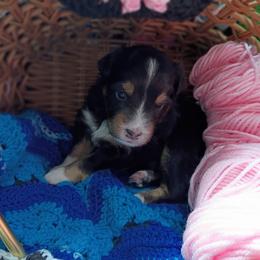 Willow (Pink collar) - Black tri-color female Australian Shepherd puppy in Okeechobee, Florida from Rothsolid Aussies