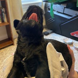 Miniature Schnauzer and Poodle Puppies from Bits & Bytes Farm