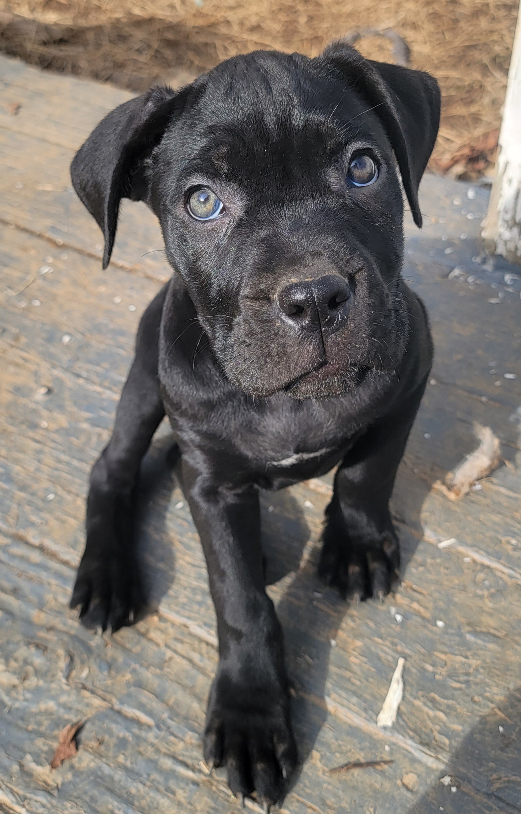 Cane Corso Puppies from Hardradas Dynasty Cane Corso