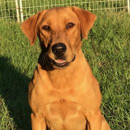 Sam - Labrador Retriever