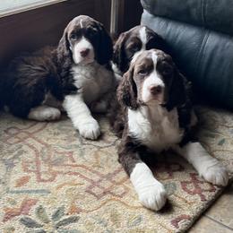 English Springer Spaniel Puppies from Foxboro Farm