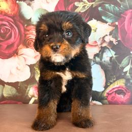 Acadia - Phantom female Bernedoodle puppy in Travelers Rest, South Carolina from Bernedoodle.do