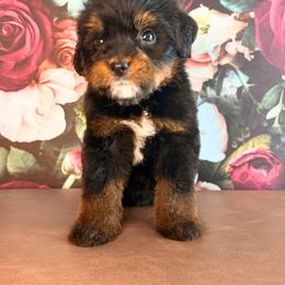 Acadia - Phantom female Bernedoodle puppy in Travelers Rest, South Carolina from Bernedoodle.do