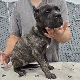 AKC and ICCF - Purple Collar Girl - Sky x Rambo - Black brindle female Cane Corso puppy in Gorman, Texas from McOmber Country Kennels