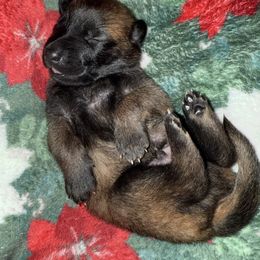 Black Collar - Fawn sable male Belgian Malinois puppy in Trenton, Georgia from Laeknir K9