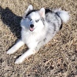 Monroe - Pomsky