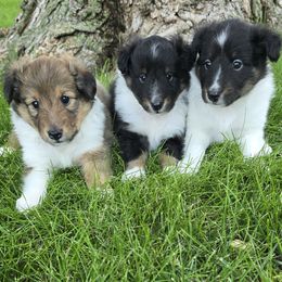 Shetland Sheepdog puppies from Willow Rayne shelties and more