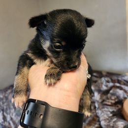 Patch - Black and tan male Chihuahua puppy in Bethlehem, Pennsylvania from Steel City Exotics