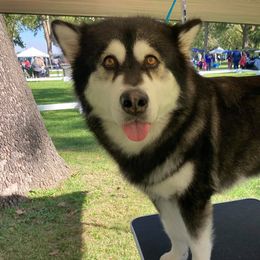 Alaskan Malamutes from LAMP KENNELS