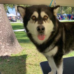 Alaskan Malamutes from LAMP KENNELS