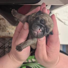 Girl 1 - Fawn female Pug puppy in Fitzwilliam, New Hampshire from Kayla's Pugs