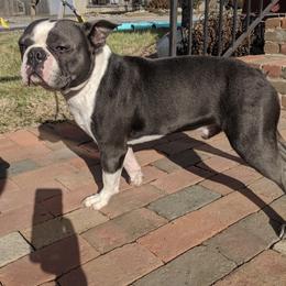 Boston Terrier All Grown Up from Nancy's Boston Terriers