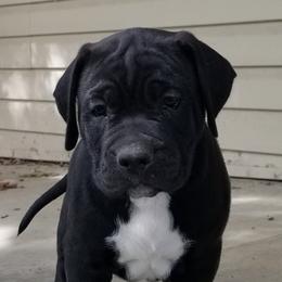 American Bulldogs and Gordon Setters from Nobilis Kennels