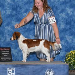 Ember - Nederlandse Kooikerhondje