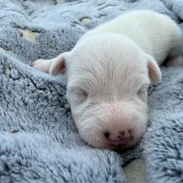 Girl 3 (name pending) - White female Jack Russell Terrier puppy in Yakima County, Washington from Saddle Rock Kennels