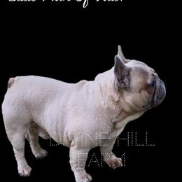 French Bulldog puppies from Divine Hill Farm