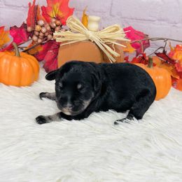 Pumpkin - Black and silver male Miniature Schnauzer puppy in Springfield, Tennessee from My Lovable Schnauzers