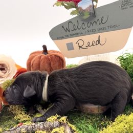 Reed - Chocolate male Labradoodle puppy in Wasilla, Alaska from Northern Lights Labradoodles