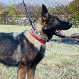 German Shepherds from Legacy Shepherd Kennels LLC