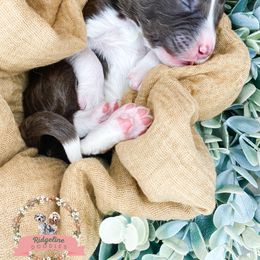 Aussiedoodle Puppies from Ridgeline Doodles