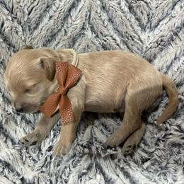 Cairo - Apricot male Goldendoodle puppy in Ankeny, Iowa from Iowadoodles2love