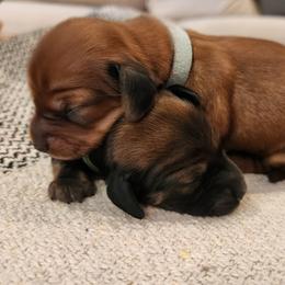 Dachshund Puppies from Dogwood Acre Dachshunds