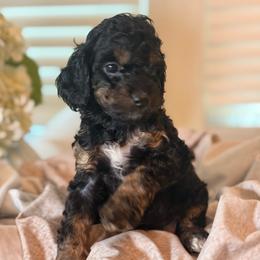 Ocean - Brown white and tan female Cockapoo puppy in Saint Louis, Missouri from Jax Doodles