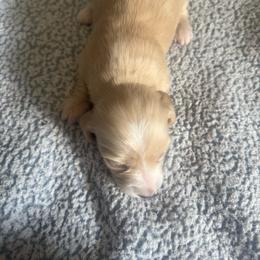 Stud fee - Cream female Dachshund puppy in Lakecreek, Oregon from Forever Doxie