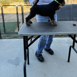 Boy 2 - Black and tan male Airedale Terrier puppy in Tucson, Arizona from Topline Airedale Terriers