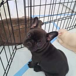 French Bulldog Puppies from Melvin's Frenchies
