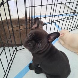 French Bulldog Puppies from Melvin's Frenchies