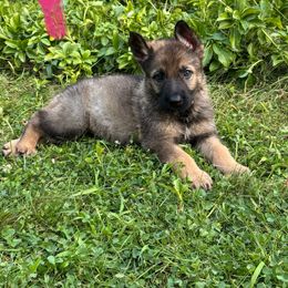 Girl 6 - Sable female German Shepherd puppy in Westport, Massachusetts from Lori's German Shepherds