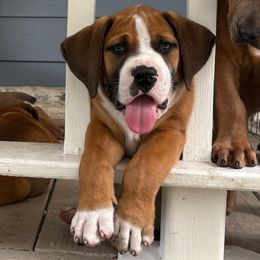 Spot Green Collar - Irish marked male Boerboel puppy in Florida from CLAD Guard Boerboels