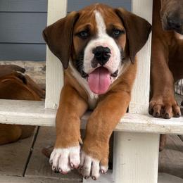 Spot Green Collar - Irish marked male Boerboel puppy in Florida from CLAD Guard Boerboels