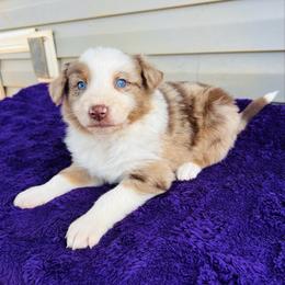 Tucker - Red merle male Australian Shepherd puppy in Charlotte, North Carolina from Awesome Aussies